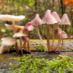 Paddenstoelen stilleven